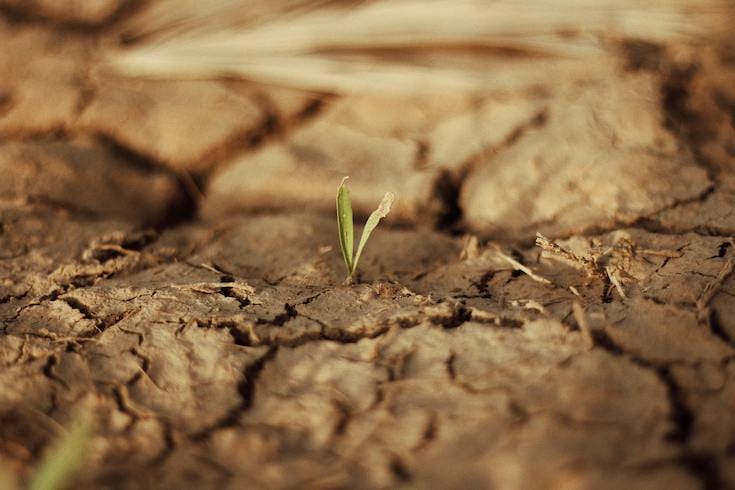 Shoot sprouting from arid ground