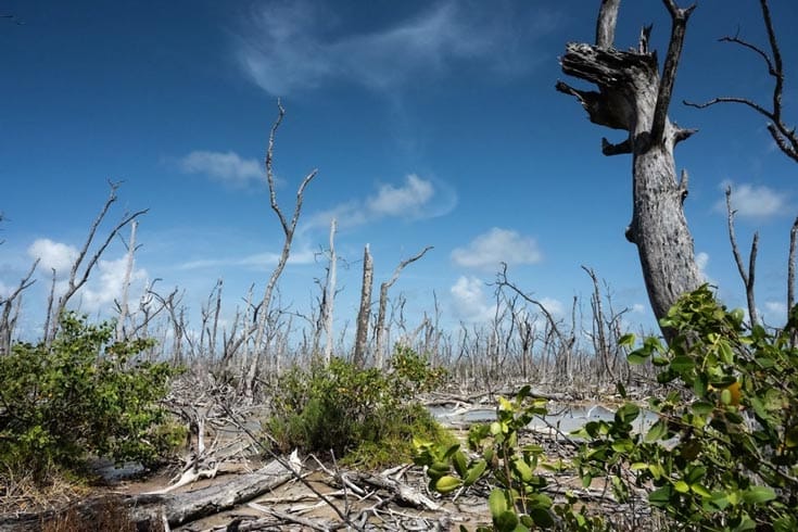 Covering Saltwater Intrusion