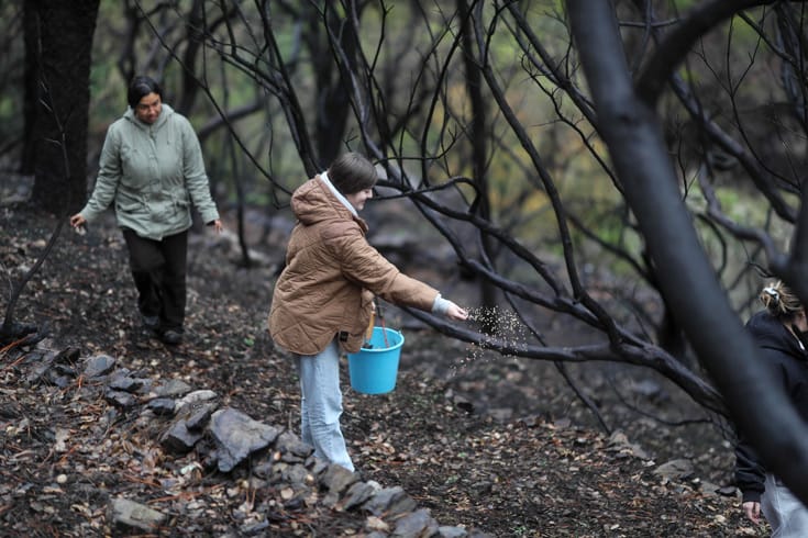 Plantar árboles ayuda a combatir el cambio climático, pero no hace milagros